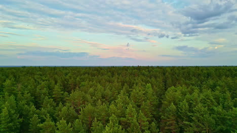 Vista-Aérea-De-Un-Exuberante-Bosque-De-Pinos-Con-Copas-De-árboles-Que-Se-Extienden-Hacia-Un-Colorido-Cielo-Al-Atardecer