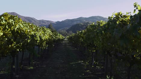 Shot-down-a-row-of-vines-in-a-vineyard-in-Sonoma,-California-at-Sunrise