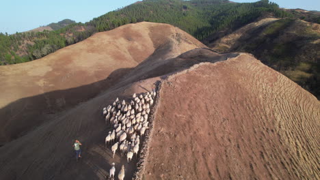 Viaje-De-Las-Ovejas:-La-Ruta-Trashumante-En-Las-Montañas-De-Gran-Canaria