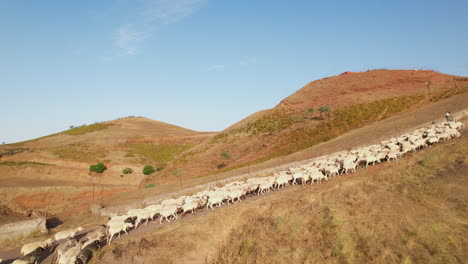 Schafherde-Auf-Dem-Weg-Durch-Die-Straßen-Der-Stadt-Auf-Der-Insel-Gran-Canaria