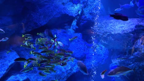 Schwarm-Lebhafter-Fische,-Die-In-Einem-Tiefblauen-Aquarium-Schwimmen