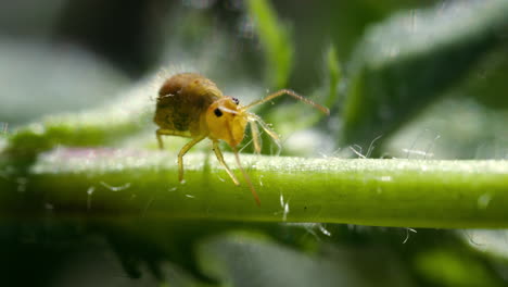 Yellow-Globular-Springtail-walks-on-green-stem-of-plant,-macro-view