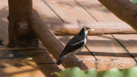 Pied-Myna-O-Estornino-Asiático-Encaramado-En-Una-Valla-De-Madera-En-El-Safari-De-Bali-Y-El-Parque-Marino-En-Siangan,-Indonesia