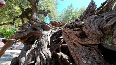 La-Enorme-Formación-Del-Tronco-Del-Icónico-Viejo-Olivo-En-Zakynthos,-Grecia.