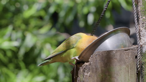 Fischer's-lovebird-parrot-bird-eating-food-from-metal-bowl-at-Bali-Safari-and-Marine-Park-in-Siangan