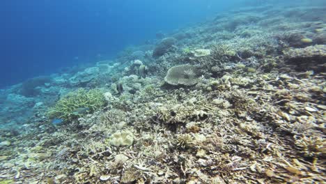 Zwei-Sixbar-Kaiserfische-Schwimmen-Zwischen-Einem-Lebhaften-Korallenriff