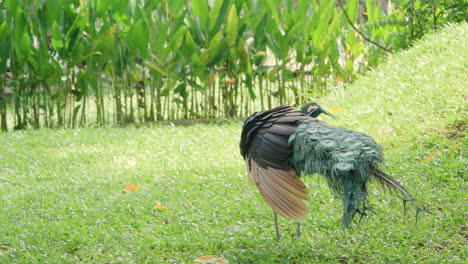 Green-peafowl-preening-or-grooming-feathers-in-a-grassy-field-at-Bali-Safari-and-Marine-Park-in-Siangan,-Indonesia