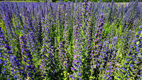 Campo-De-Vibrantes-Flores-Silvestres-En-Letonia