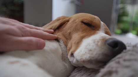 Junger-Beagle-Hund-Wird-Gestreichelt,-Während-Er-Im-Bett-Schläft-Und-Sich-Streckt