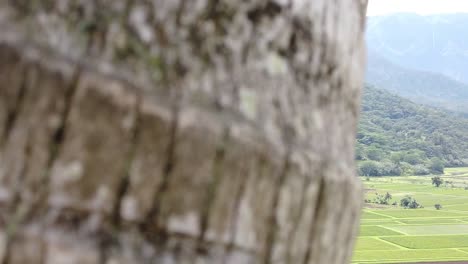 Hawaii-Kauai-HD-120fps-Boom-from-behind-coconut-tree-to-reveal-fields-and-mountains-in-distance