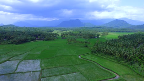 Rice-field,-yellow-rice-seed-ripe-and-green-leaves,-Palakkad,-Kerala