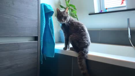 Katze-Auf-Dem-Rand-Einer-Badewanne