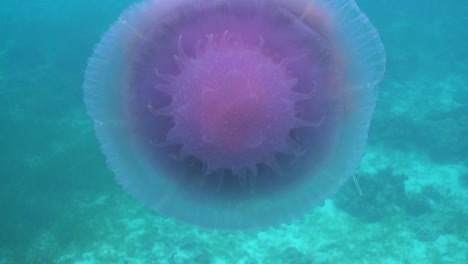 Cauliflower-jellyfish-closeup-shot-of-its-crown