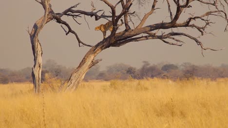 Wachsamer-Gepard-Auf-Kahlem-Baum-An-Einem-Sonnigen-Tag