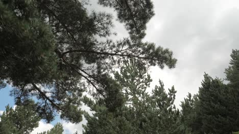 Look-up-view-through-trees-with-cloudy-sky