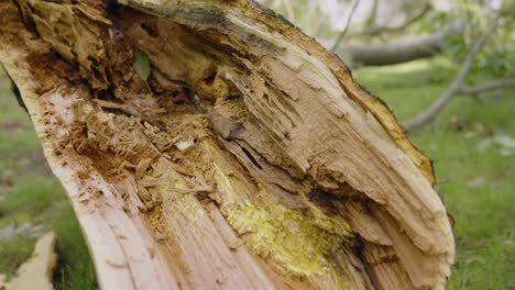 Push-in-to-a-sheered-off-limb-after-high-winds