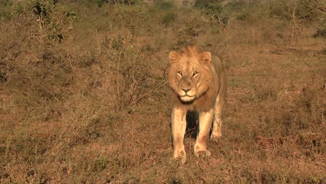 Young-male-lion-walking-straight-towards-the-camera-at-golden-hour