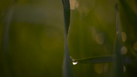 Beautiful-Lush-Green-Leaves-With-Water-Droplets-In-Poland-On-A-Sunny-Day---Extreme-Close-Up-Shot