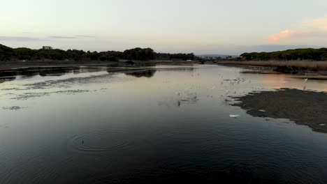 Flock-of-birds-flying-over-a-pond