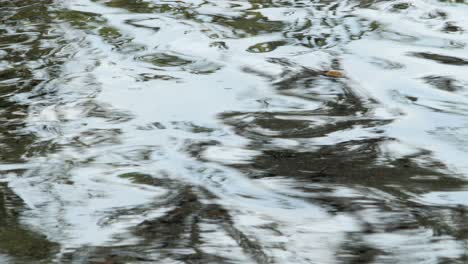 Water-surface-of-the-lake-in-summer