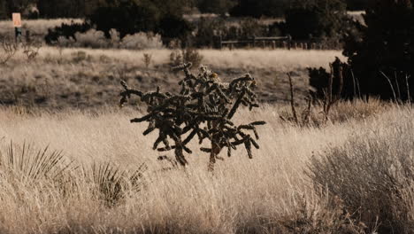 Cactus-En-Un-Campo-Mientras-Sopla-El-Viento