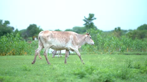 Las-Vacas-Pastan-Pacíficamente-En-Un-Exuberante-Campo-Verde,-Pastan-Y-Caminan-Vacas-En-Exuberantes-Campos-De-La-India