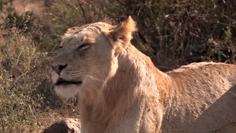 A-young-male-lion-looks-around-and-contact-calls-for-his-pride-members