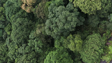 Aerial-over-lush-dense-rainforest