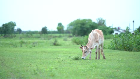 Eine-Kuh-Grast-Friedlich-Auf-Einer-üppigen-Grünen-Wiese,-Grasende-Kuh-Auf-üppigen-Feldern-In-Indien