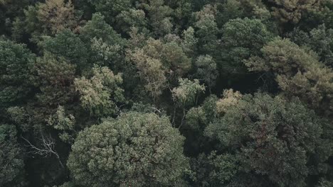 Un-árbol-Se-Eleva-Sobre-El-Resto-En-Ørland,-Noruega