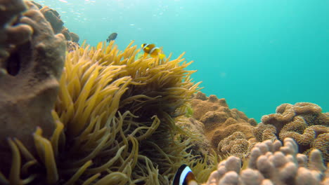 Toma-De-Cámara-Fija-Del-Paisaje-Marino-Tropical-Submarino.