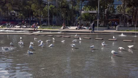 Group-of-Australian-Seagulls-playing-with-water-near-a-fountain-at-Darling-Harbour,-Sydney,-Australia