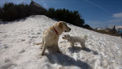 Zeitlupen-Weitwinkelaufnahme-Eines-Golden-Retrievers-Und-Eines-Kleinen-Weißen-Malteserhundes,-Der-Auf-Schnee-Spielt