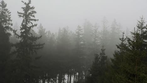 El-Viento-De-Niebla-Sopla-En-El-Bosque-De-Abetos-Y-Los-árboles-Tiemblan-En-La-Niebla.