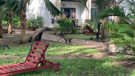 Vervet-monkeys-playing-in-hotel-park-grounds