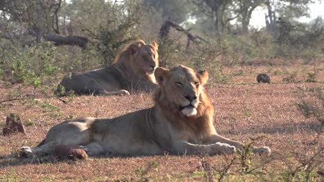 Zwei-Junge-Männliche-Löwen-Zusammen-Auf-Den-Afrikanischen-Ebenen.