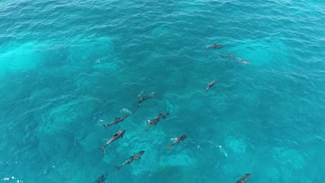 Aerial-View-Dolphins-in-the-Red-Sea-of-Egypt-shot-on-Drone-4K