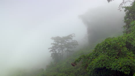 La-Niebla-Se-Mueve-Rápidamente-Pasando-Por-La-Espesa-Y-Verde-Ladera-De-La-Selva-Tropical