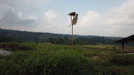 Toma-Panorámica-De-Hierba-En-Primer-Plano-Que-Revela-Terrazas-De-Arroz-De-Jatiluwih,-Bali,-Indonesia.