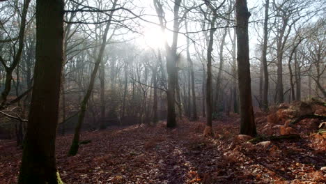 Misty-woodland-scene-in-an-English-winter,-Slow-Pan-from-Right-to-Left