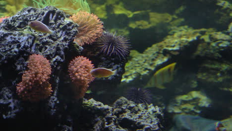 Closeup-of-colourful-tropical-sea-world-aquarium-with-ornamental-fishes-clown-fish-sharks-sea-plants-and-corals