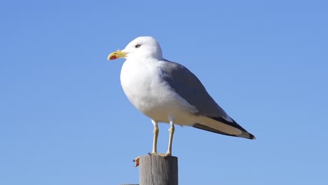 Möwe-An-Einem-Sonnigen-Tag-Mit-Blauem-Himmel-Im-Vordergrund,-In-Portugal