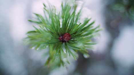 Smooth-slow-motion-clip-of-a-spruce-branch-getting-into-focus