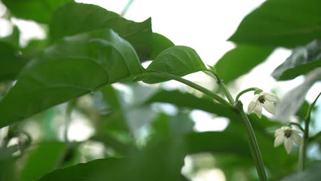 Flores-Blancas-En-Flor-De-Una-Planta