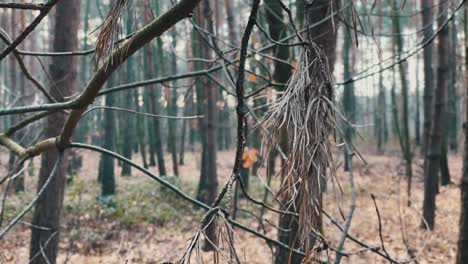 Agujas-Muertas-En-Un-árbol-Se-Sacuden-Con-El-Viento-En-Un-Bosque-árido,-Oscuro-Y-Sombrío