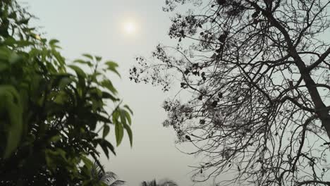 Outdoor-Smog-über-Dem-Kopf-Mit-Verschwommener-Sonne-Während-Des-Tages-In-Chiang-Mai,-Thailand