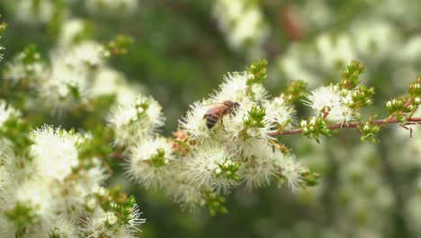 Abejas-Melíferas-Volando-Alrededor-De-Las-Flores-Recogiendo-Néctar