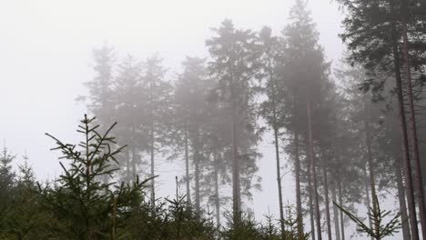 large-spruce-trees-moving-slowly-in-foggy-weather-with-mist-wind