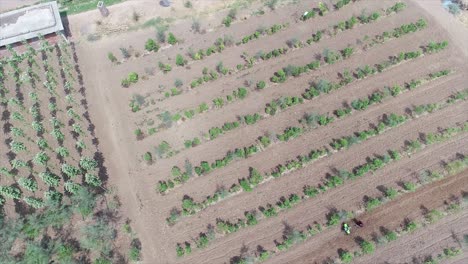 Indian-farm-aerial-view,-Arial-view-of-agriculture-field,-Aerial-shot-of-a-beautiful-tea-plantations-terraces,-Aerial-view-of-Indian-agricultural-fields-and-village,-save-the-tree-concept