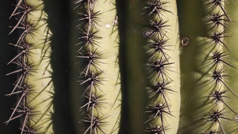 Nahaufnahme-Im-Zeitraffer-Der-Stacheln-Eines-Saguaro-Kaktus,-Während-Bei-Sonnenuntergang-Das-Licht-über-Sie-Kriecht